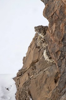 Snow leopard (Panthera uncia) looking down behind a rock