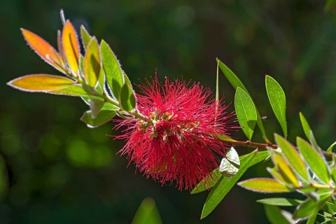 Bottlebrush (Callistemon)
