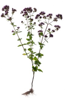 Oregano (Origanum vulgare) on white background