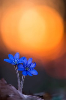 Two (Hepatica nobilis ) in front of sunset
