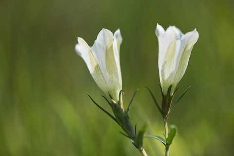 Marsh Gentian (Gentiana pneumonanthe)