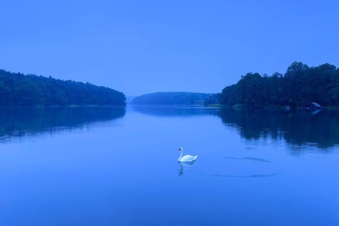 Swan on the lake Schmaler Luzin zur blauen Stunde