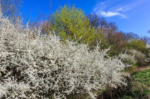 Flowering sloe hedge in spring