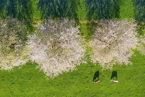 Flowering cherry trees and cows in a meadow from above