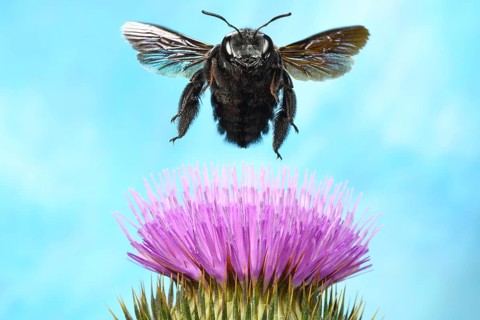 Violet carpenter bee (Xylocopa violacea)