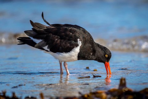 Magellanic Oystercatcher (Haematopus leucopodus)