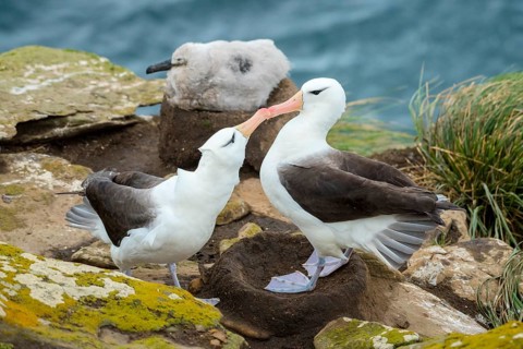 Black-browed Albatross (Thalassarche melanophris)