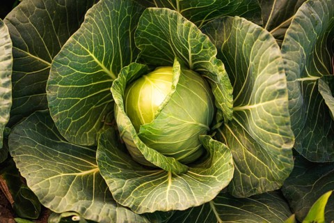 Kale head in the field