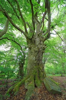 Gnarled old beech (Fagus sylvatica)