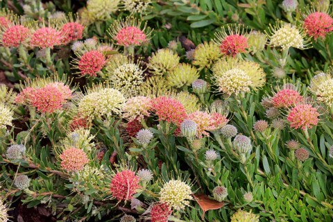 Pincuspid protea