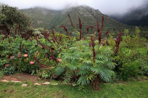 Giant honey flower (Melianthus major )
