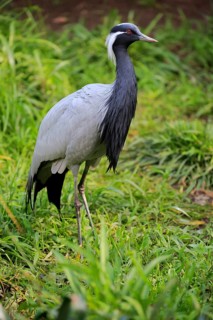 Demoiselle crane (Anthropoides virgo)