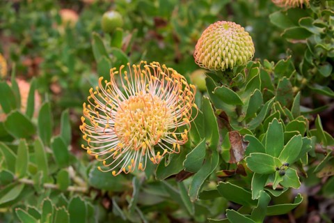 Pincuspid Protea