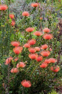 Pincuspid Protea