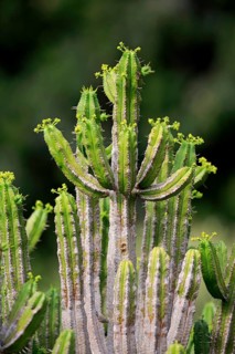 Spurge (Euphorbia pentagona )