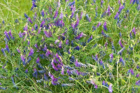 Tufted vetch (Vicia cracca)