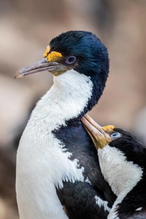 Blue-eyed cormorants (Leucocarbo atriceps or Phalacrocorax atriceps) also Antarctic cormorant