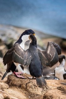 Imperial shag (Phalacrocorax atriceps) at feeding