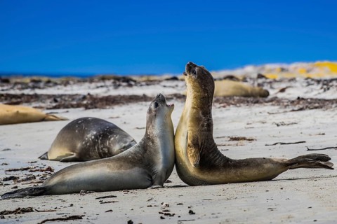 Southern elephant seal (Mirounga leonina)
