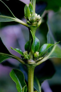 New shoots of coffee plant at the Aguas Claras coffee plantation in Itapira