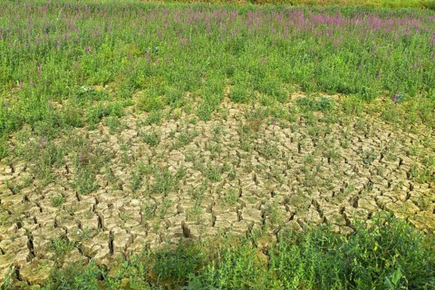 Dried up carp pond