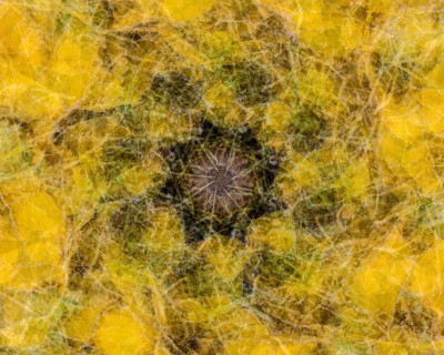 Autumn mosaic