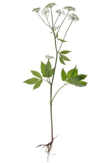 Real hair strand (Peucedanum officinale) on white background