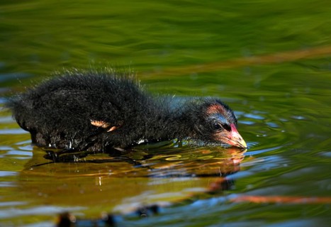 Common moorhen (Gallinula chloropus )