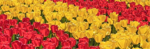 Tulip fields in spring