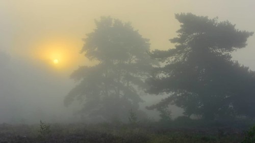 Pine (Pinaceae) at sunrise in the fog in the heath