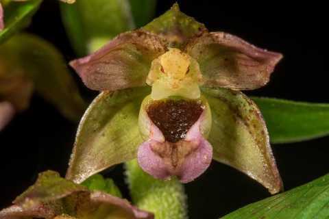 Broad-leaved helleborine (Epipactis helleborine) Single flower