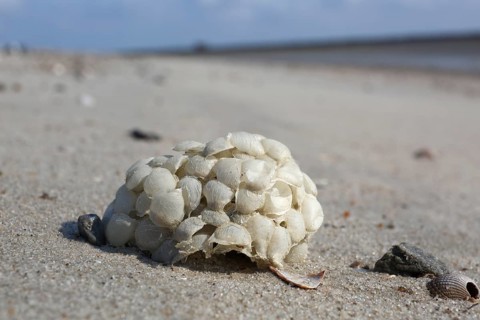 Washed-up spawning bale of the common whelk (Buccinum undatum)