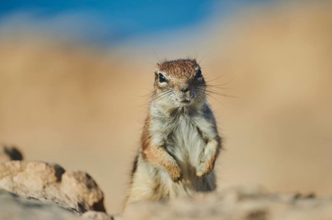 Barbary ground squirrel (Atlantoxerus getulus) staying on a rock at the beach