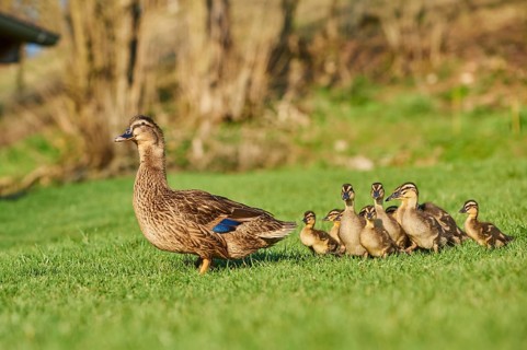 Mallard (Anas platyrhynchos) female and Ducklings staying on a field