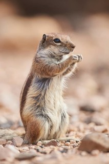 Barbary ground squirrel (Atlantoxerus getulus ) eating