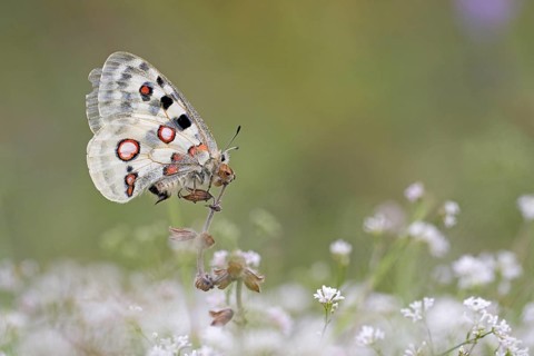 Apollo (parnassius apollo) sitting on white flower