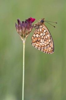 Mother-of-pearl butterfly (Argynnina) sitting on a plant