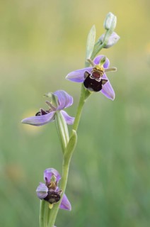 Bumblebee ragwort (Ophrys holoserica) in warm light