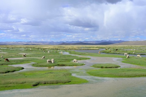 Grazing (Vicugna pacos)