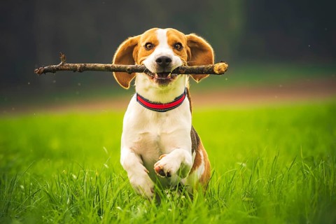 Beagle
