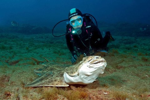Diver and Atlantic angelshark (Squatina squatina) with threatening gesture