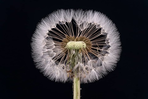 Dandelion (Taraxacum sect. Ruderalia )