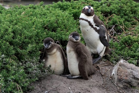 African penguin (Spheniscus demersus)