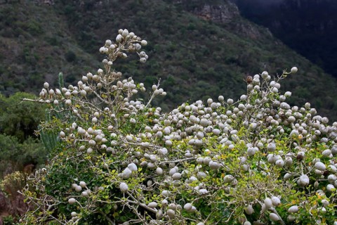 Gardenian Forest Gardenia
