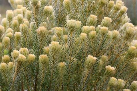 Phylica (Phylica pubescens)