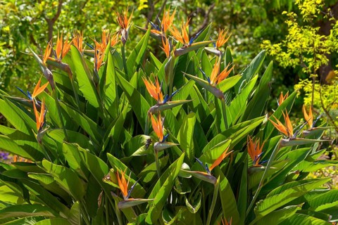 Flowering Strellids (Strelitzia reginae)