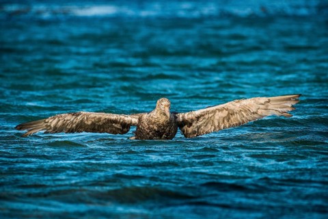Southern giant petrel (Macronectes giganteus) stretches its wings