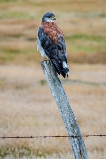 Variable hawk (Geranoaetus polyosoma ) sitting on a fence post