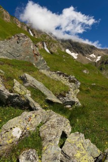 Mountain meadow