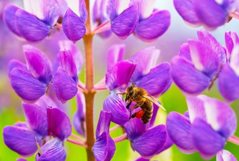 Bee at lupine flower